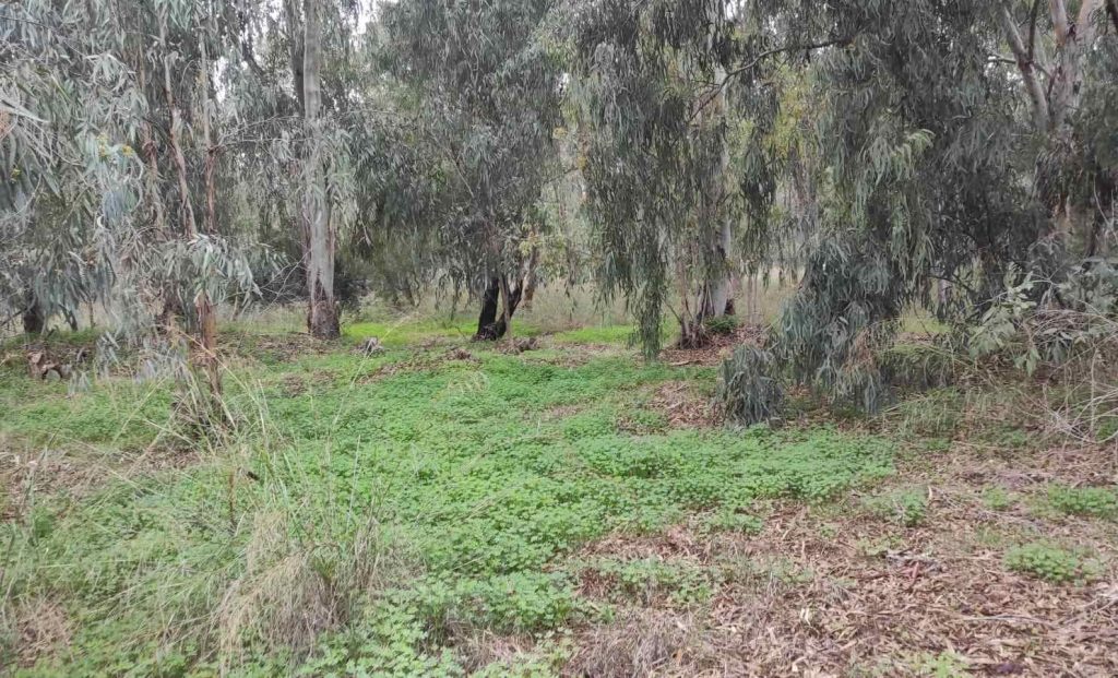 אקליפטוסים במחנה סירקין