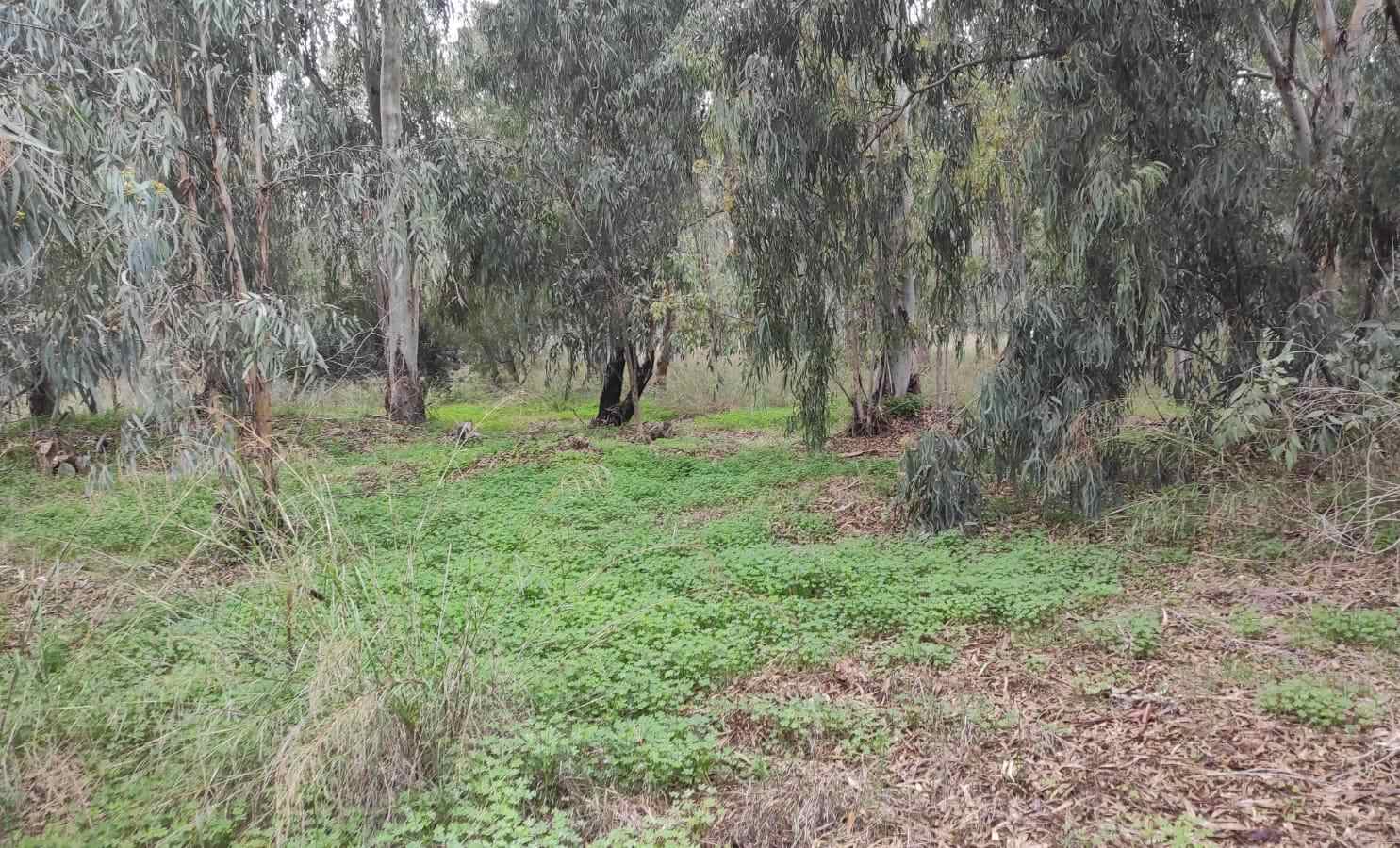 אקליפטוסים במחנה סירקין